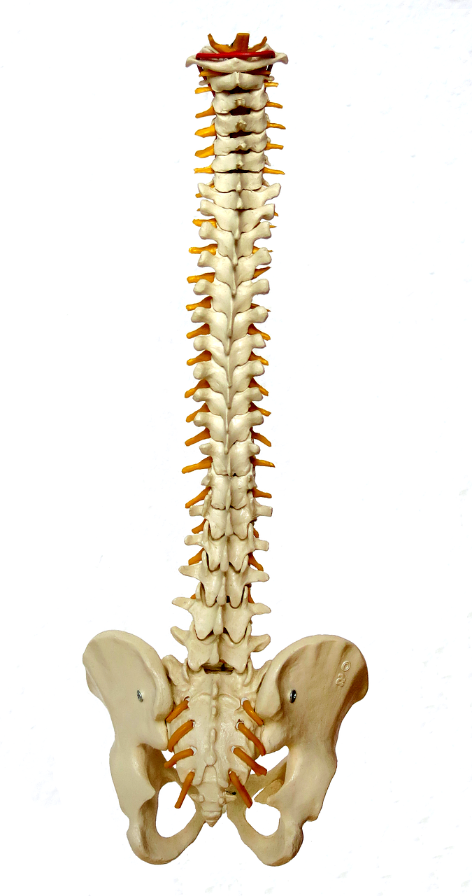 Human Spine
